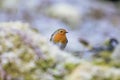 Selective focus shot of a cute European robin bird sitting on the mossy branch Royalty Free Stock Photo