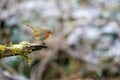 Selective focus shot of a cute European robin bird sitting on the mossy branch Royalty Free Stock Photo