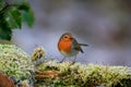 Selective focus shot of a cute European robin bird sitting on the mossy branch Royalty Free Stock Photo