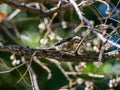 Selective focus shot of a cute Japanese pygmy woodpecker sitting on a tree