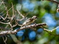 Selective focus shot of a cute Japanese pygmy woodpecker sitting on a tree