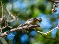 Selective focus shot of a cute Japanese pygmy woodpecker sitting on a tree