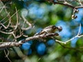 Selective focus shot of a cute Japanese pygmy woodpecker sitting on a tree