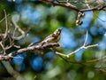 Selective focus shot of a cute Japanese pygmy woodpecker sitting on a tree