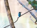 Selective focus shot of a cute Kingfisher sitting on a tree branch