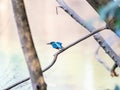 Selective focus shot of a cute Kingfisher sitting on a tree branch