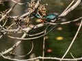 Selective focus shot of a cute Kingfisher sitting on a tree branch