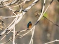 Selective focus shot of a cute Kingfisher sitting on a tree branch