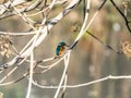 Selective focus shot of a cute Kingfisher sitting on a tree branch