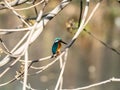 Selective focus shot of a cute Kingfisher sitting on a tree branch