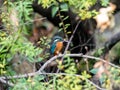 Selective focus shot of a cute Kingfisher sitting on a tree branch