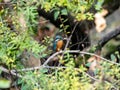 Selective focus shot of a cute Kingfisher sitting on a tree branch