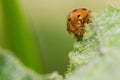 Selective focus shot of a cute little yellow ladybug on a green leaf with a blurred background Royalty Free Stock Photo