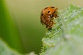 Selective focus shot of a cute little yellow ladybug on a green leaf with a blurred background Royalty Free Stock Photo