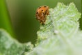 Selective focus shot of a cute little yellow ladybug on a green leaf with a blurred background Royalty Free Stock Photo