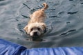 Selective focus shot of a cute Maltipoo in an inflatable pool