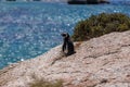 Selective focus shot of a cute penguin standing at the beach in Cape of Good Hope, Cape Town Royalty Free Stock Photo