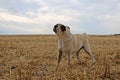 Selective focus shot of a cute running Pug Royalty Free Stock Photo