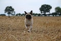 Selective focus shot of a cute running Pug Royalty Free Stock Photo