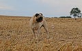Selective focus shot of a cute running Pug Royalty Free Stock Photo