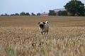 Selective focus shot of a cute running Pug Royalty Free Stock Photo