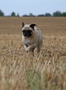 Selective focus shot of a cute running Pug Royalty Free Stock Photo