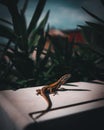 A selective focus shot of a cute small lizzard hanging out Royalty Free Stock Photo