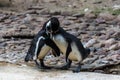 Selective focus shot of cute Spectacled penguins