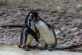 Selective focus shot of cute Spectacled penguins
