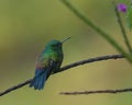 Selective focus shot of a cute Steely-vented hummingbird perched on the twig