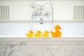 Selective focus shot of cute yellow rubber bath ducks in a row in a bathroom Royalty Free Stock Photo