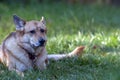 Selective focus shot of the Czechoslovakian wolfdog relaxing on the grass Royalty Free Stock Photo