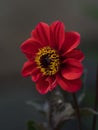 Selective focus shot of a Dahlia \'Bishop of Llandaff\' flower blooming in the garden Royalty Free Stock Photo