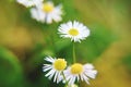 Selective focus shot of daisy fleabane flowers blooming in the garden with blur background Royalty Free Stock Photo