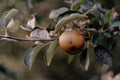 Selective focus shot of a damaged apple hanging on a tree branch Royalty Free Stock Photo