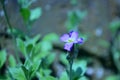 Selective focus shot of dameÃ¢â¬â¢s rocket flower