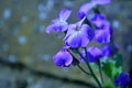 Selective focus shot of dameÃ¢â¬â¢s rocket flower