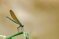 Selective focus shot of a damselfly sitting on a grass leaf with blurred background Royalty Free Stock Photo