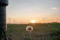 Selective focus shot of dandelion during a sunset Royalty Free Stock Photo