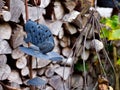 Selective focus shot of decorative wind chimes in front of a firewood stack Royalty Free Stock Photo