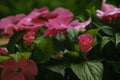 Selective focus shot of delicate pink balsam flowers