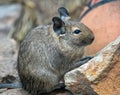 Selective focus shot of a desert woodrat Royalty Free Stock Photo