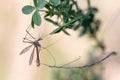 Selective focus shot of a Dipterous fly on a green plant Royalty Free Stock Photo