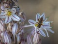 Selective focus shot of a dipterous insect on a flower Royalty Free Stock Photo