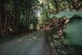 Selective focus shot of a dirt pathway in the middle of the woods