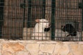 Selective focus shot of dogs inside a metal cage Royalty Free Stock Photo