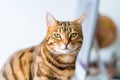 Selective focus shot of a domesticated Bengal cat on a blurred background Royalty Free Stock Photo