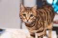 Selective focus shot of a domesticated Bengal cat on a blurred background Royalty Free Stock Photo