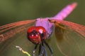 Selective focus shot of a dragonfly with a red head Royalty Free Stock Photo