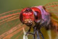 Selective focus shot of a dragonfly with a red head Royalty Free Stock Photo